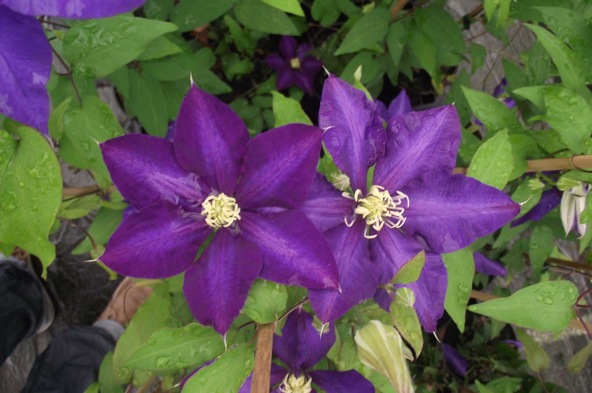 Clematis jackmanii 'Daniel Deronda'